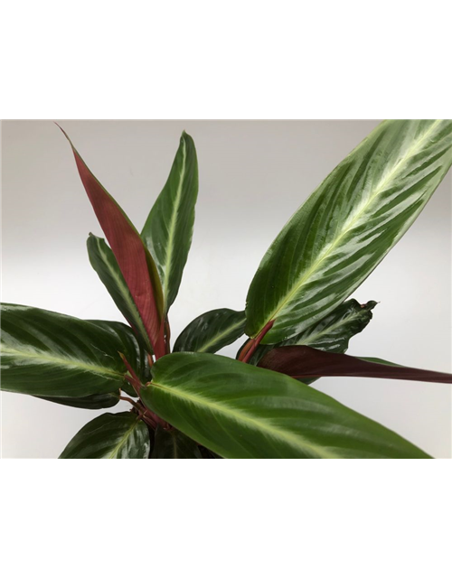 Calathea sanguinea T14
