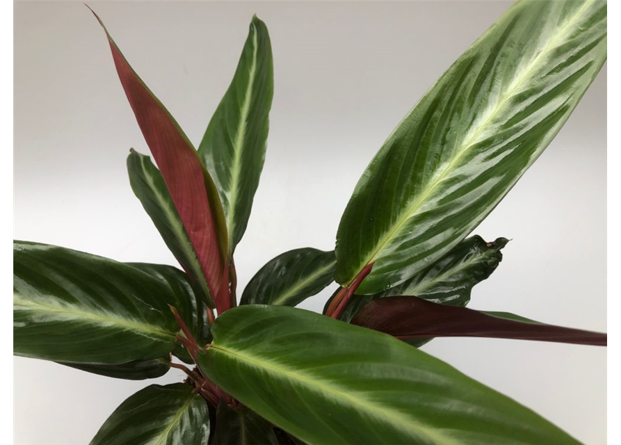 Calathea sanguinea T14