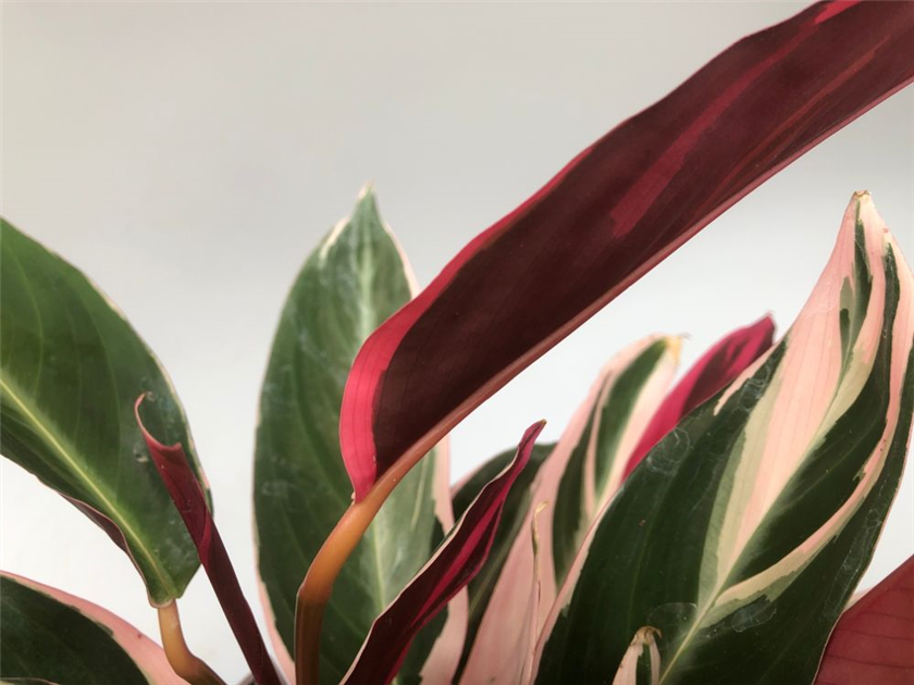 Calathea sanguinea Triostar, Korbmarante Grn-Wei-Rosa - Grtnerei  Schliebener