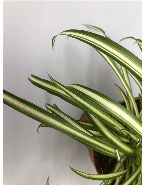 Chlorophytum comosum Atlantic