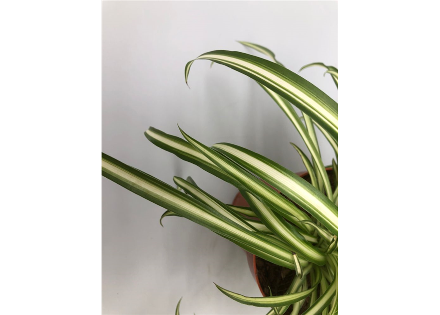Chlorophytum comosum Atlantic