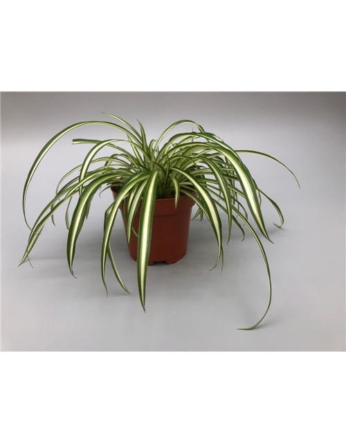 Chlorophytum comosum Atlantic