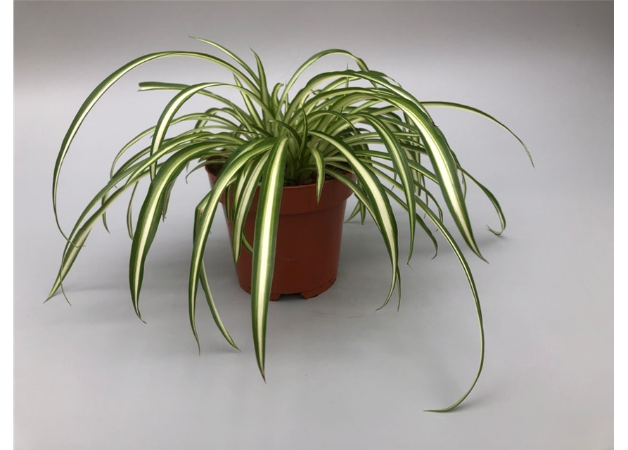 Chlorophytum comosum Atlantic