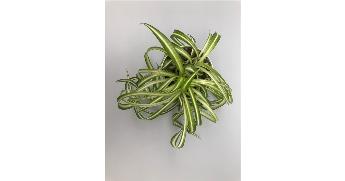 Chlorophytum comosum Bonnie, Grnlilie - Grtnerei Schliebener