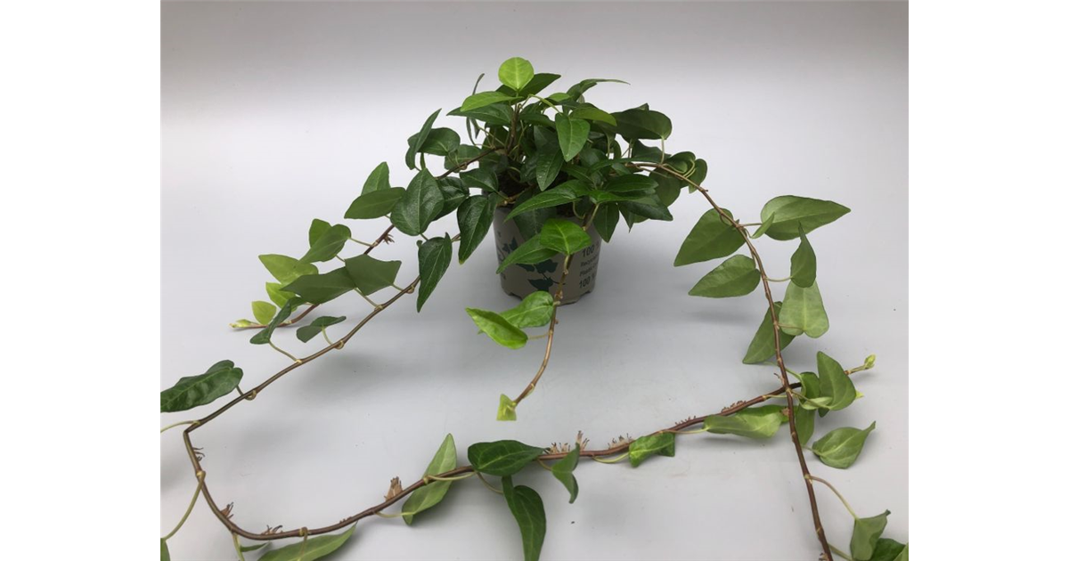 pflanzen gummibaum Weissbunter Gummibaum 3 Pflanzen im Topf ca. 130 cm Ficus elastica Tineke  Zimmerpflanze main image 0