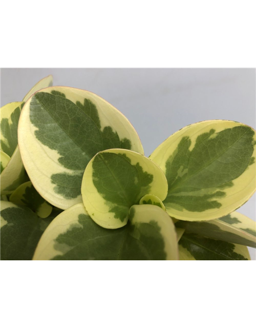 Peperomia obt. Obtipan Bicolor