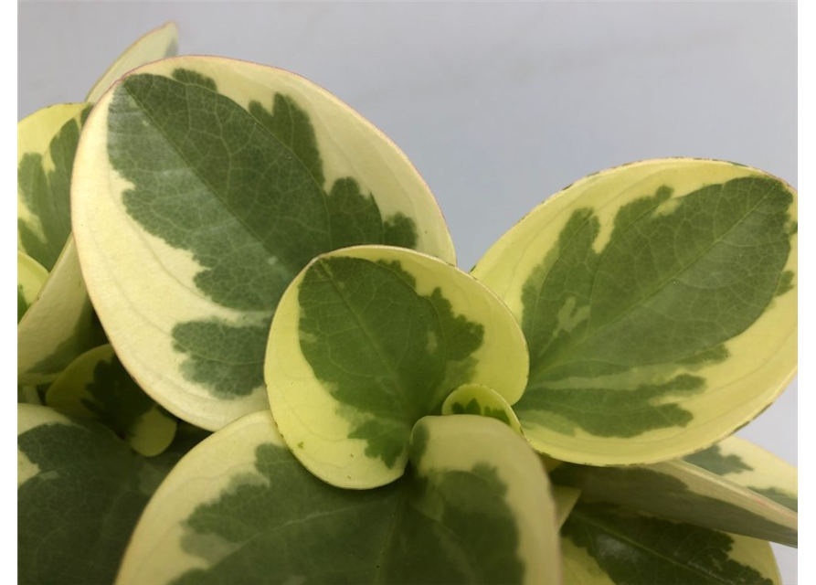 Peperomia obt. Obtipan Bicolor