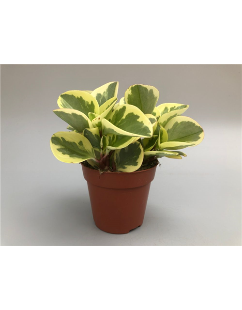 Peperomia obt. Obtipan Bicolor