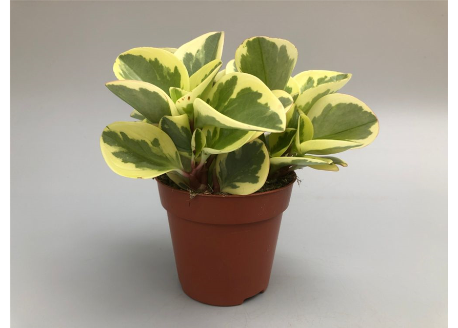 Peperomia obt. Obtipan Bicolor
