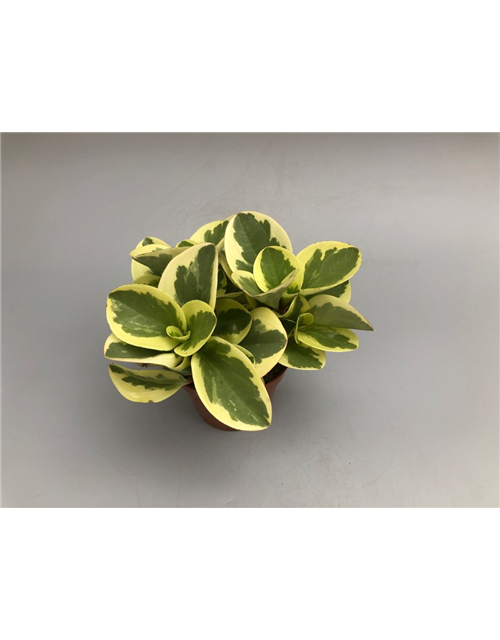 Peperomia obt. Obtipan Bicolor