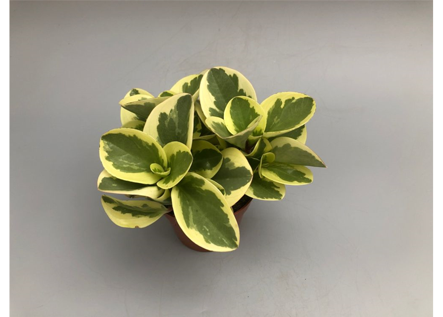 Peperomia obt. Obtipan Bicolor