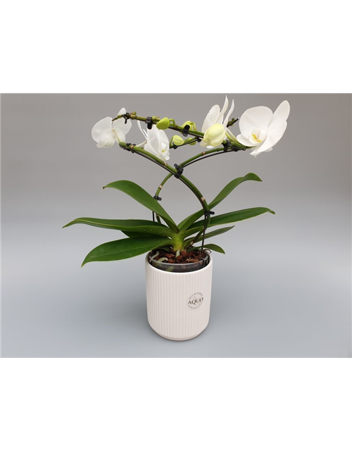 Phalaenopsis Balletto Weiß 2-R T12 mit Topf