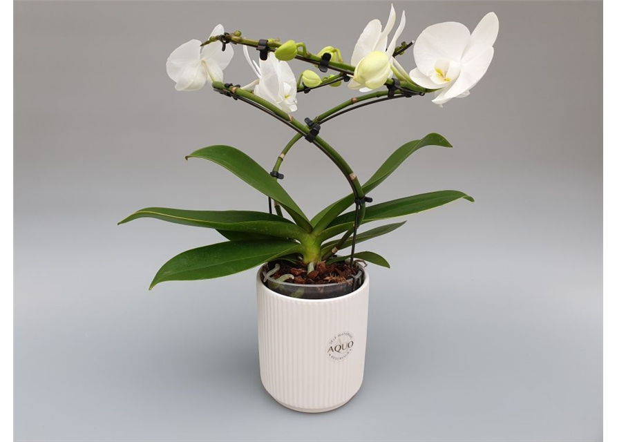 Phalaenopsis Balletto Weiß 2-R T12 mit Topf