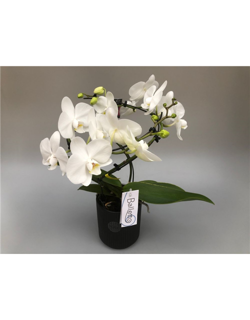 Phalaenopsis Balletto Weiß 2-R T12 mit Topf