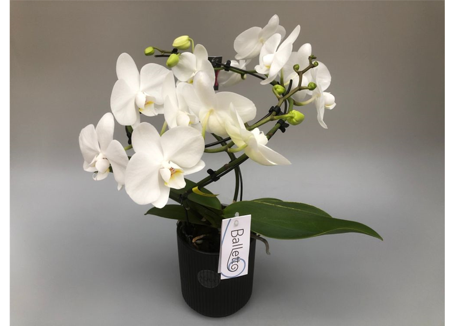 Phalaenopsis Balletto Weiß 2-R T12 mit Topf