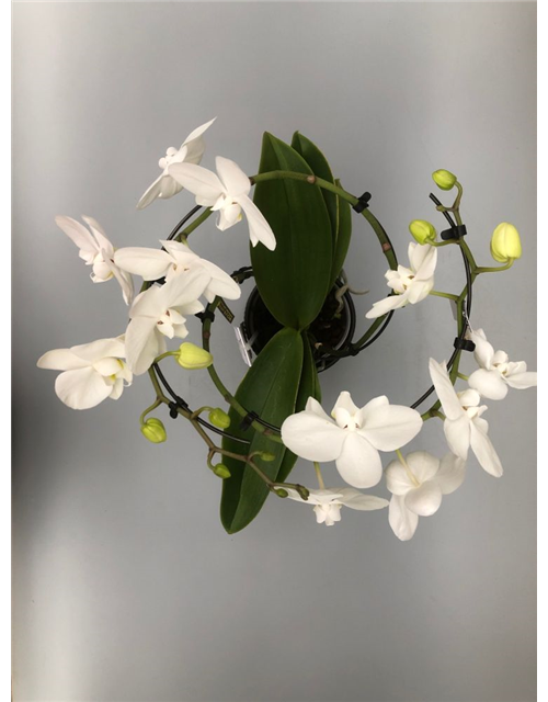 Phalaenopsis Balletto Weiß 2-R T12 mit Topf
