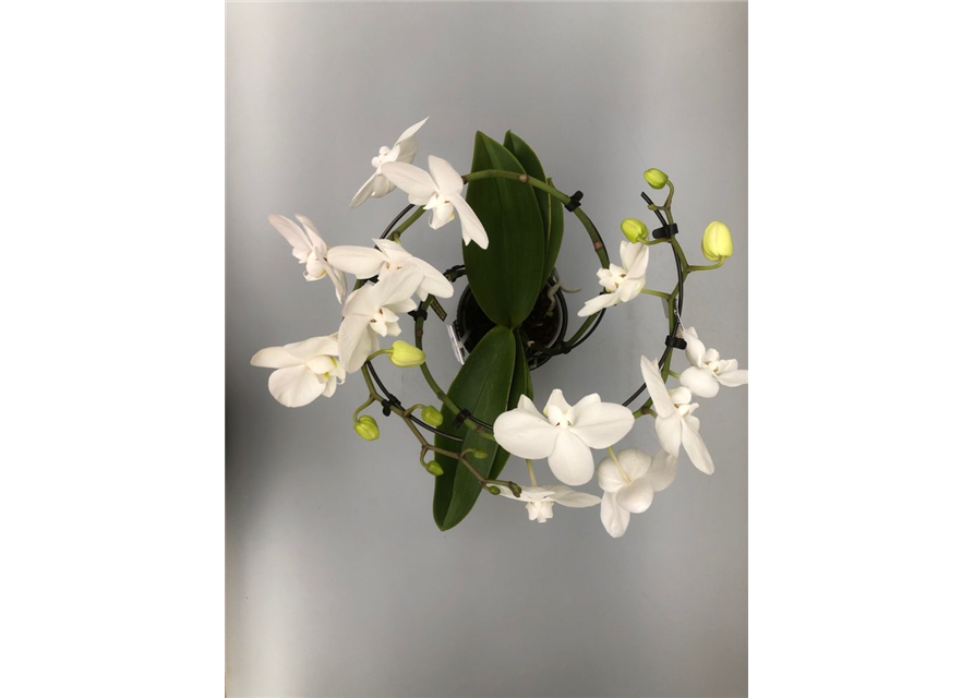 Phalaenopsis Balletto Weiß 2-R T12 mit Topf