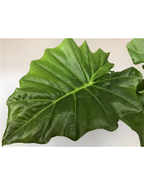Alocasia portodora