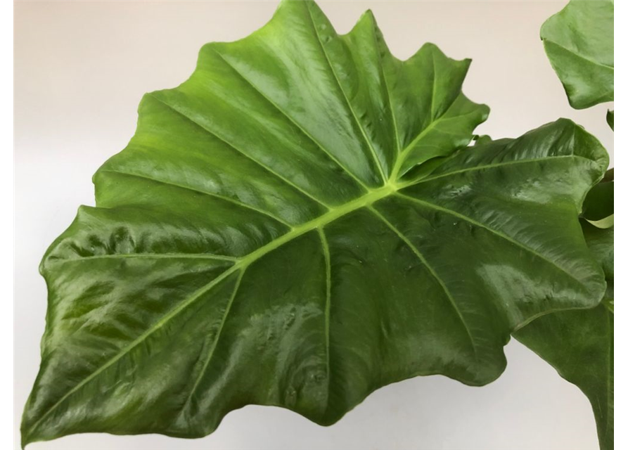 Alocasia portodora