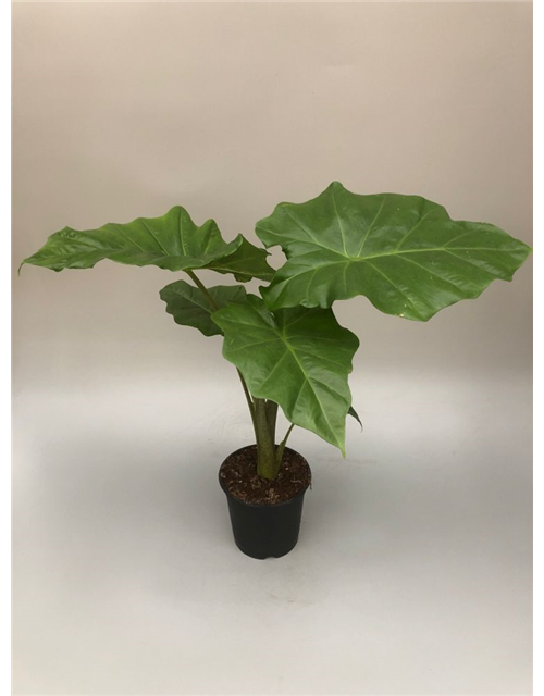 Alocasia portodora
