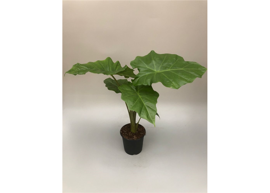 Alocasia portodora