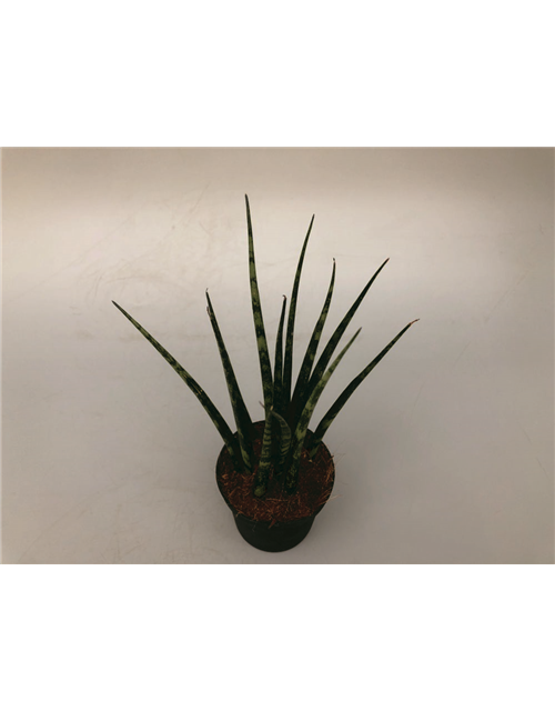 Sansevieria cylindrica Fernwood
