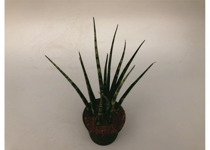 Sansevieria cylindrica Fernwood