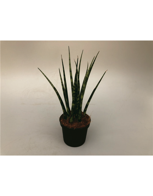 Sansevieria cylindrica Fernwood