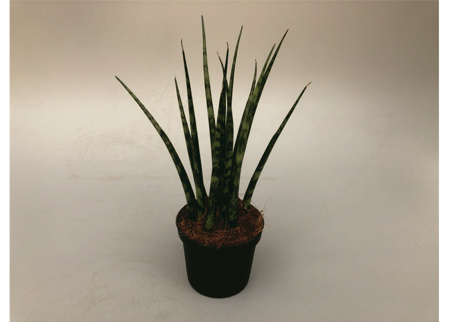 Sansevieria cylindrica Fernwood