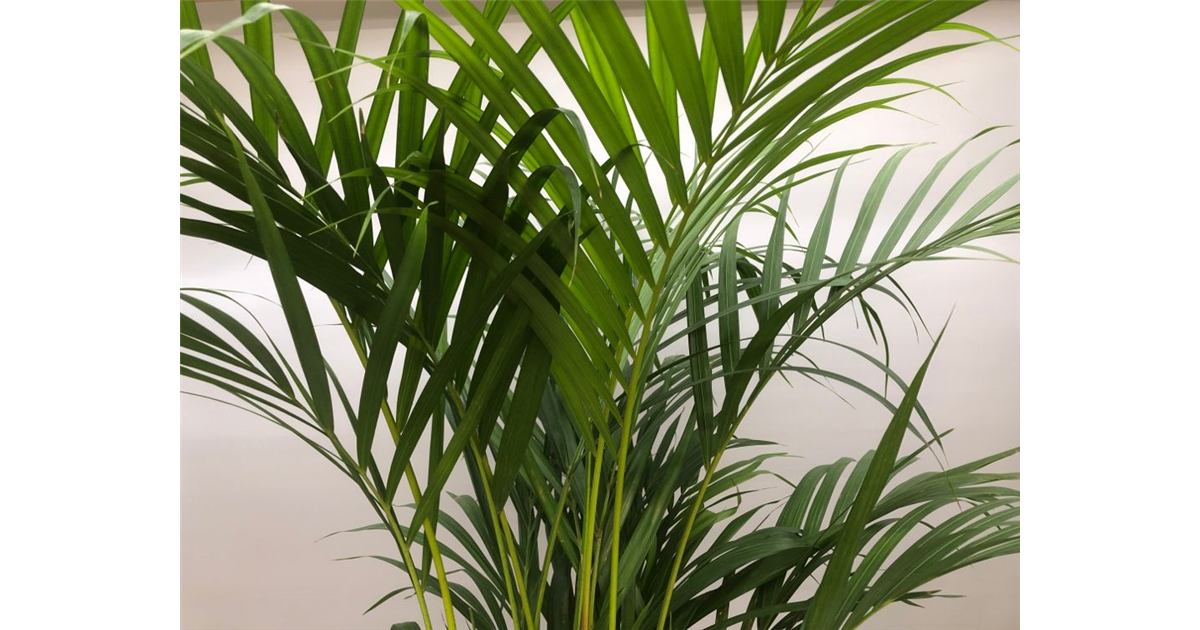Dypsis lutescens, Goldfruchtpalme - Grtnerei Schliebener