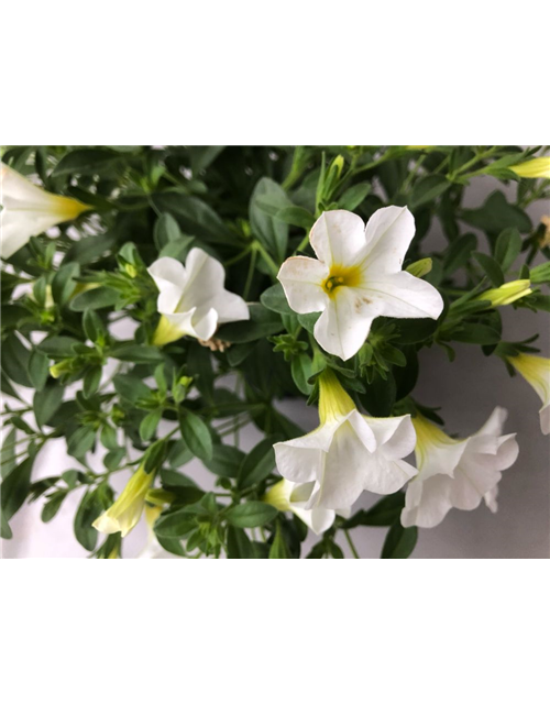 Calibrachoa hybrida Mini Famous Neo White