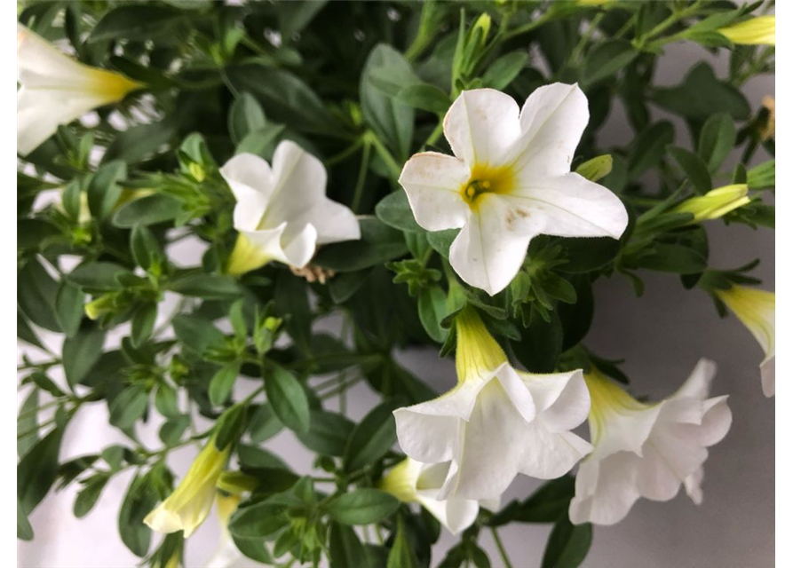 Calibrachoa hybrida Mini Famous Neo White