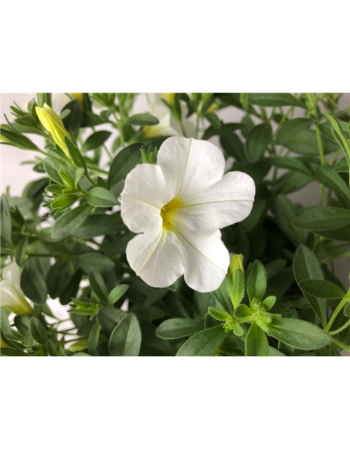 Calibrachoa hybrida Mini Famous Neo White