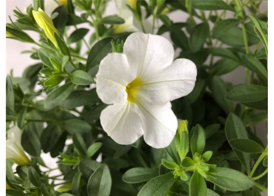 Calibrachoa hybrida Mini Famous Neo White