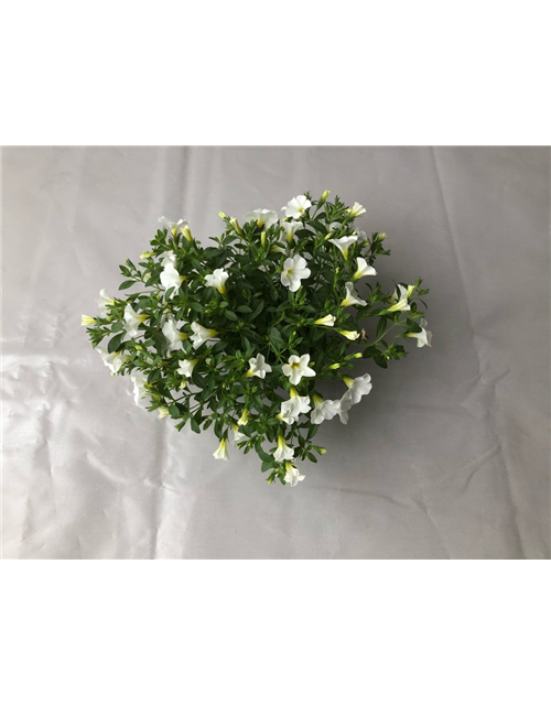 Calibrachoa hybrida Mini Famous Neo White