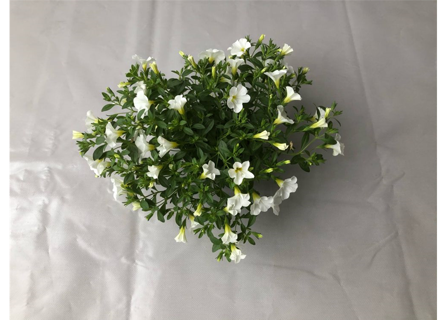 Calibrachoa hybrida Mini Famous Neo White
