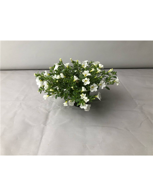 Calibrachoa hybrida Mini Famous Neo White