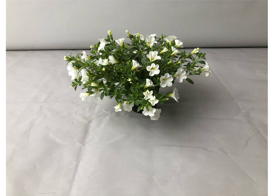 Calibrachoa hybrida Mini Famous Neo White