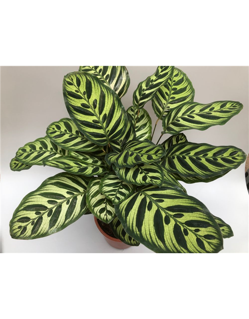 Calathea macoyana ASP T21