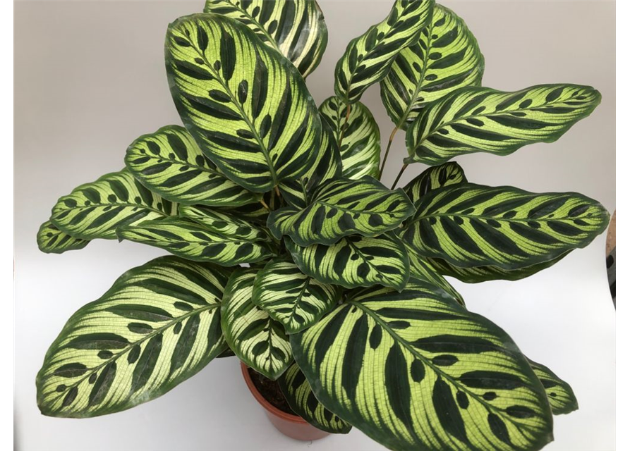 Calathea macoyana ASP T21