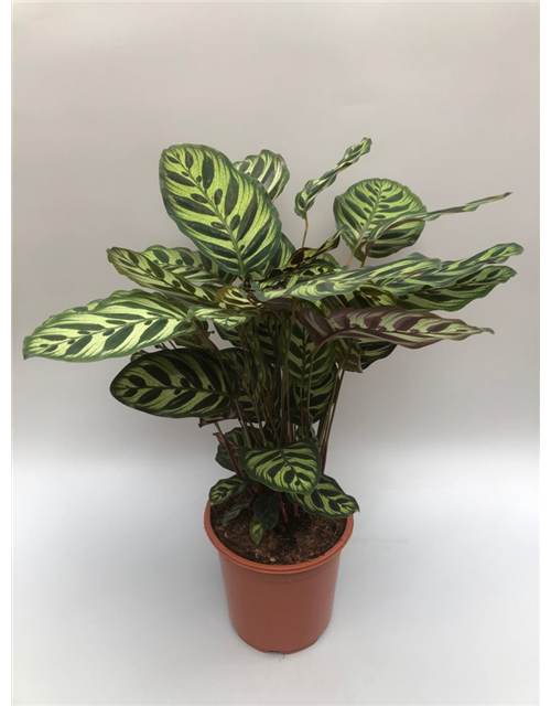 Calathea macoyana ASP T21
