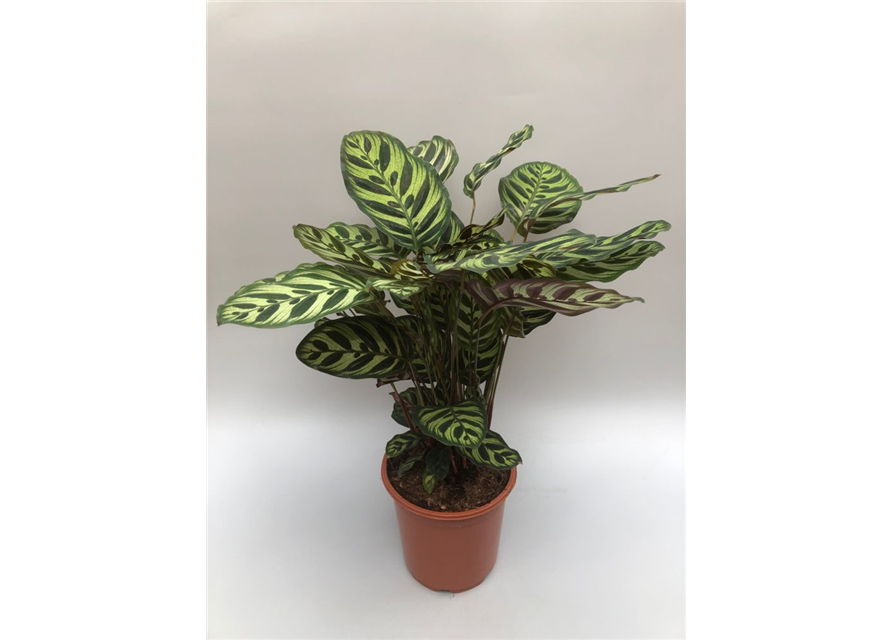 Calathea macoyana ASP T21