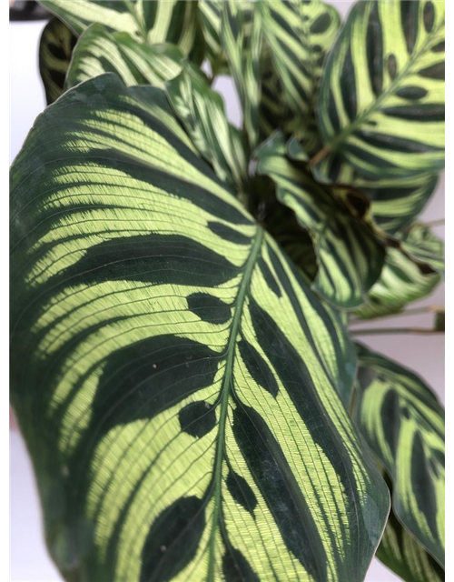 Calathea macoyana ASP T21