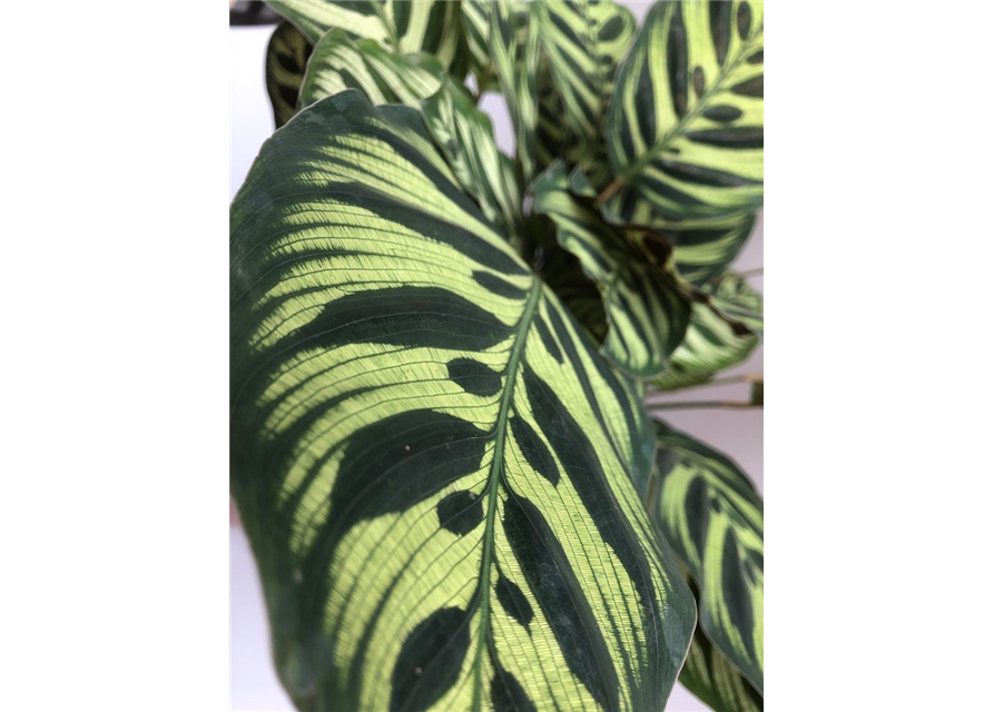 Calathea macoyana ASP T21