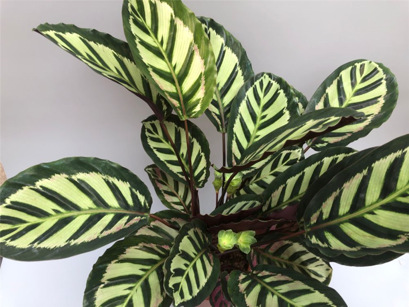 Calathea roseopicta T21, Korbmarante Air So Pure - Grtnerei Schliebener