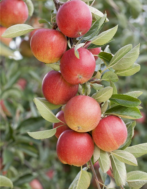 Malus Säulenapfel Sonate