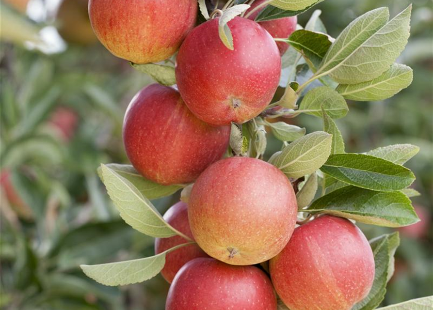 Malus Säulenapfel Sonate