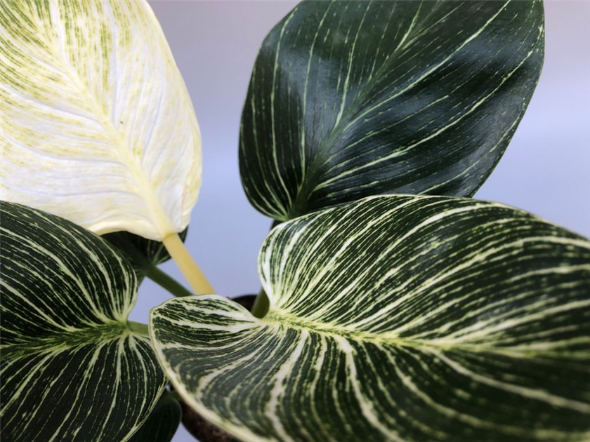 philodendron pink princess steckling Pink Princess Philodendron  Philodendron erubescens