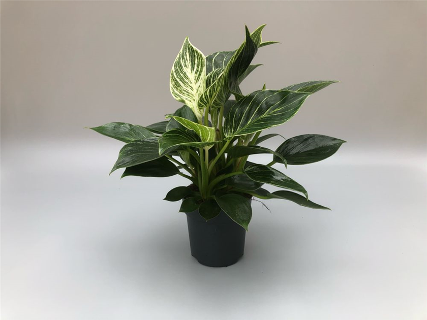 Philodendron hybride White Measure, Philodendron White Measure - Grtnerei  Schliebener