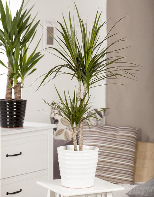 Dracaena fragans Compacta